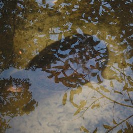 Jungle Island, Miami Photo #9 by LEONARDO DASILVA from flickr