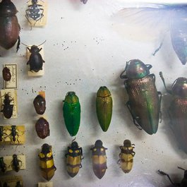 National Museum Of Natural History, Sofia Photo #7 by Orin Zebest from flickr