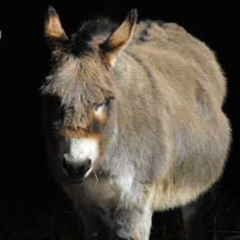 Blackpool Zoo, Blackpool Photo #3 by William Allen from flickr