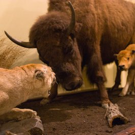 National Museum Of Natural History, Sofia Photo #8 by Orin Zebest from flickr