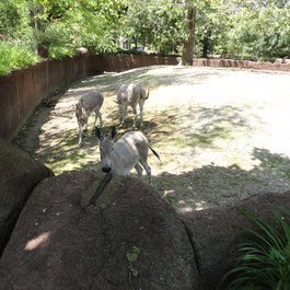 Saint Louis Zoo, St. Louis Photo #5 by Jay Shouldol from flickr
