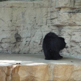 Saint Louis Zoo, St. Louis Photo #4 by Jay Shouldol from flickr