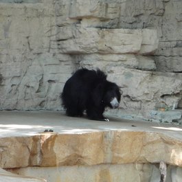 Saint Louis Zoo, St. Louis Photo #2 by Jay Shouldol from flickr