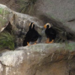 Saint Louis Zoo, St. Louis Photo #9 by Jay Shouldol from flickr