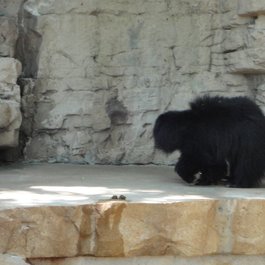 Saint Louis Zoo, St. Louis Photo #3 by Jay Shouldol from flickr
