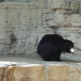Saint Louis Zoo, St. Louis Photo #8 by Jay Shouldol from flickr