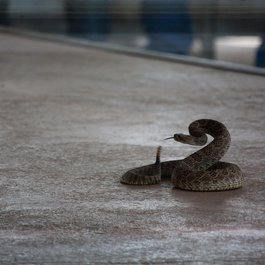 Reptile Gardens, Rapid City Photo #6 by PatrickRohe from flickr