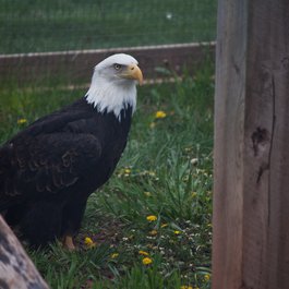 Reptile Gardens, Rapid City Photo #9 by PatrickRohe from flickr