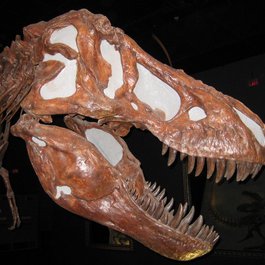 Royal Tyrrell Museum, Drumheller Photo #3 by Antony Stanley from flickr
