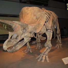 Royal Tyrrell Museum, Drumheller Photo #9 by Antony Stanley from flickr