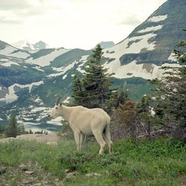 Hidden Lake Overlook, Glacier National Park Photo #1 by Matt Hoffman from flickr