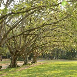 Ibirapuera Park, Sao Paulo Photo #8 by Rodrigo Soldon from flickr