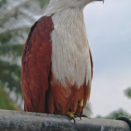 Kerala itinerary, Cherai Beach