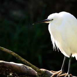 Bristol Zoo Gardens, Bristol Photo #8 by Matthew Wilmot from flickr