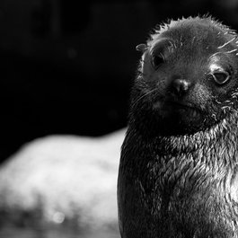 Bristol Zoo Gardens, Bristol Photo #6 by Matthew Wilmot from flickr