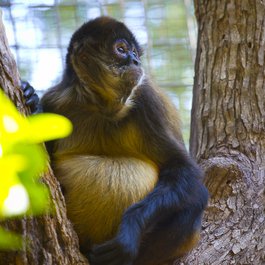 San Antonio Zoo, San Antonio Photo #4 by Stuart Seeger from flickr