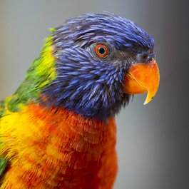 San Antonio Zoo, San Antonio Photo #8 by Stuart Seeger from flickr