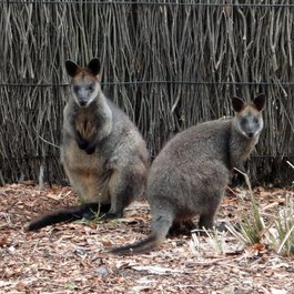 Taronga Zoo Sydney, Sydney Photo #9 by Wendy Harman from flickr