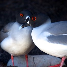 Genovesa Island, Galapagos Islands Photo #7 by Andrew Turner from flickr