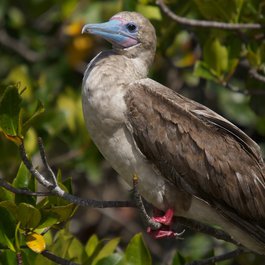 Genovesa Island, Galapagos Islands Photo #9 by Andrew Turner from flickr