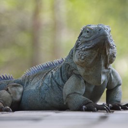 Queen Elizabeth Ii Botanic Park, Cayman Islands Photo #2 by Nate Steiner from flickr