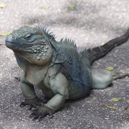Queen Elizabeth Ii Botanic Park, Cayman Islands Photo #3 by Nate Steiner from flickr