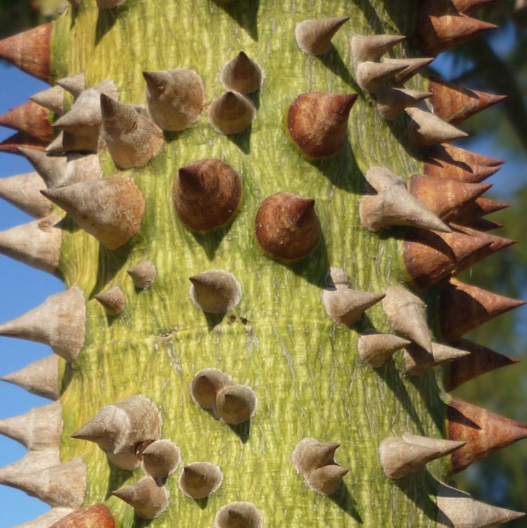 Ceiba, Puerto Rico