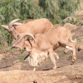 San Diego Zoo Safari Park, San Diego Photo #8 by Ted from flickr