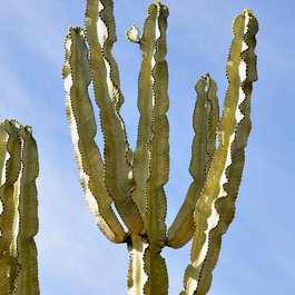 San Diego Zoo Safari Park, San Diego Photo #4 by Ted from flickr