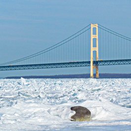 Mackinaw City, Michigan Photo #9 by Kate Ter Haar from flickr