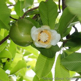 Brisbane City Botanic Gardens, Brisbane Photo #4 by Tatters ✾ from flickr