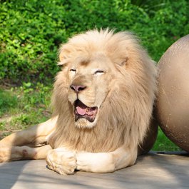 Cincinnati Zoo & Botanical Garden, Cincinnati Photo #3 by Ted from flickr