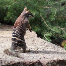 Perth Zoo, Perth Photo #6 by S J Bennett from flickr