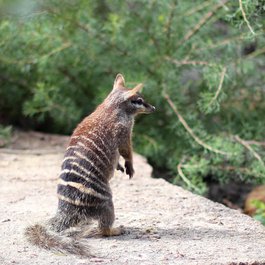 Perth Zoo, Perth Photo #5 by S J Bennett from flickr