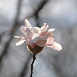 Krohn Conservatory, Cincinnati Photo #9 by Ted from flickr