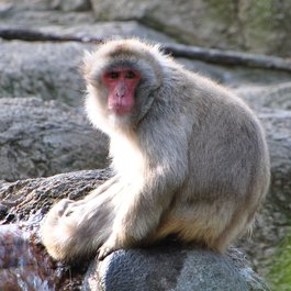 Cincinnati Zoo & Botanical Garden, Cincinnati Photo #9 by Ted from flickr
