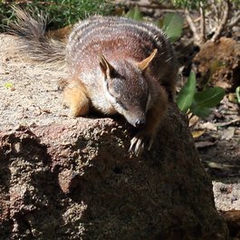 Perth Zoo, Perth Photo #7 by S J Bennett from flickr