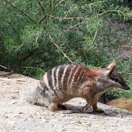 Perth Zoo, Perth Photo #3 by S J Bennett from flickr