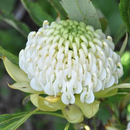 Jardin Exotique, Monaco Photo #3 by Jean-Michel Moullec from flickr