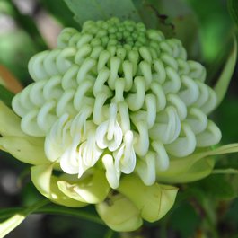 Jardin Exotique, Monaco Photo #4 by Jean-Michel Moullec from flickr