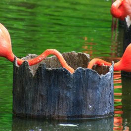 Saint Louis Zoo, St. Louis Photo #1 by Philip Leara from flickr