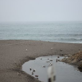Goat Rock Beach, Santa Rosa Photo #6 by aaron_anderer from flickr