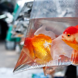 Chatuchak Weekend Market, Bangkok Photo #3 by Mark Fischer from flickr