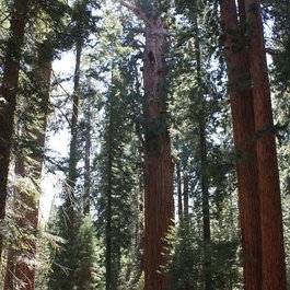 General Sherman Tree, Sequoia National Park Photo #2 by Arian Zwegers from flickr