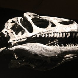 Buffalo Museum Of Science, Buffalo Photo #3 by Anthony Sokolik from flickr