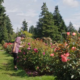 International Rose Test Garden, Portland Photo #5 by Scarlet Sappho from flickr