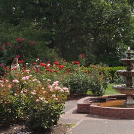 International Rose Test Garden, Portland Photo #3 by Scarlet Sappho from flickr