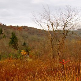 Pisgah National Forest, North Carolina Photo #7 by Jeff Gunn from flickr