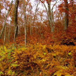 Pisgah National Forest, North Carolina Photo #9 by Jeff Gunn from flickr