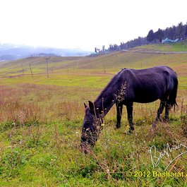 Gulmarg, Srinagar Photo #4 by Basharat Alam Shah from flickr